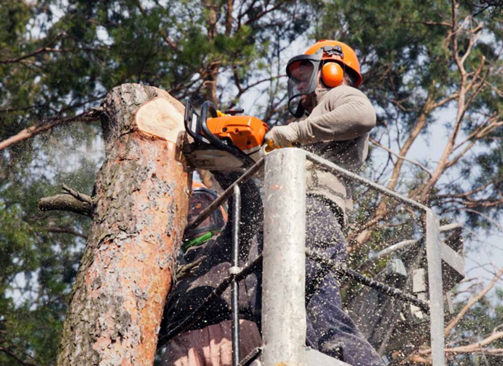 how to reduce the cost of tree removal