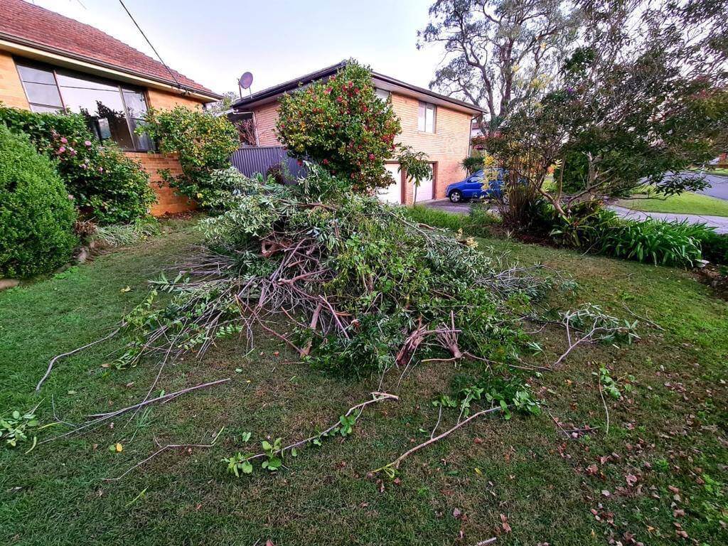 Green Waste Removal Guide: How to Dispose of Garden Waste Responsibly green waste tree cuttings