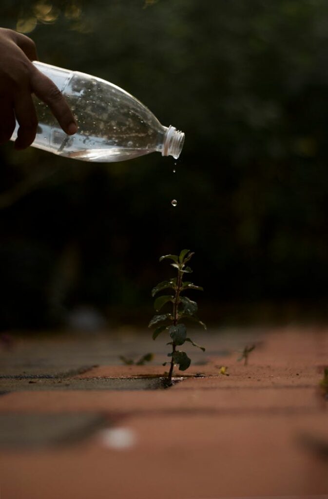 Recycled plastic bottle used to water a young plant on pavement. Eco-friendly gardening concept.