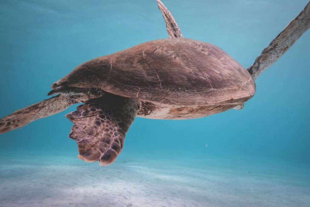 A serene image of a sea turtle swimming in crystal clear turquoise waters.