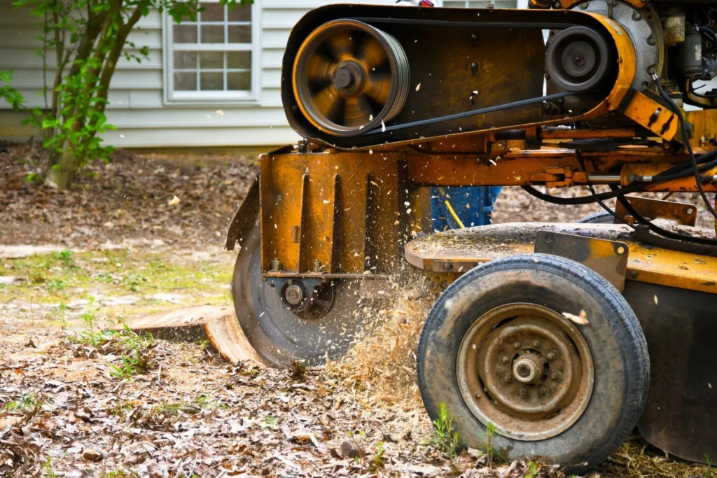 Tree Stump Removal: Sydney Methods Compared Honestly Tree Stump Removal: Sydney Methods Compared Honestly