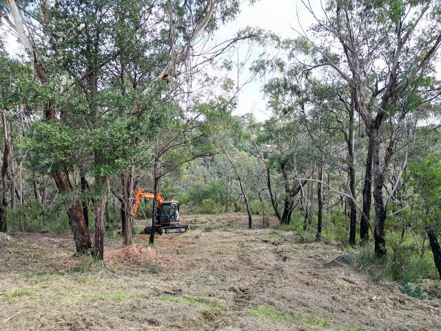 Tree Removal Blue Mountains: Bushland, Slopes and Storm Risk