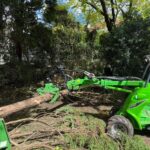 Tree Stump Removal: Sydney Methods Compared Honestly